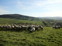 hradisko  pastva ovcí pod Hradiskem